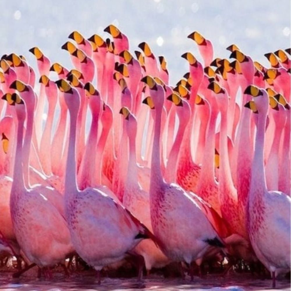 Meet your Posher, Kaye